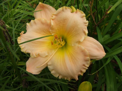 2017_0724Hemerocallis110125.jpg