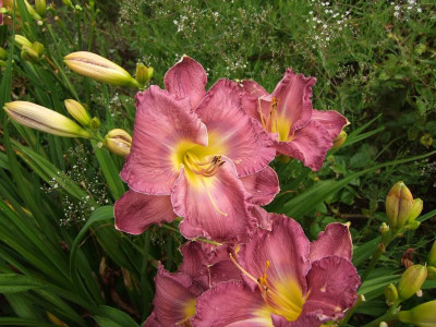 2017_0724Hemerocallis110097.jpg