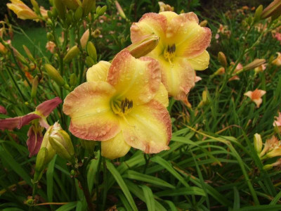 2017_0729Hemerocallis120048.jpg