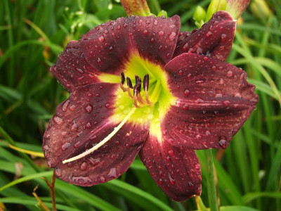 2017_0729Hemerocallis120059.jpg