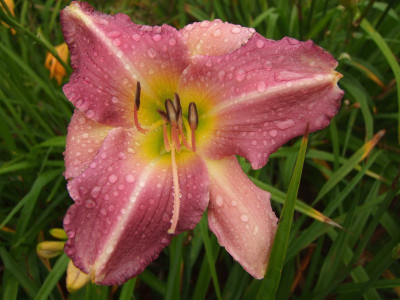 2017_0729Hemerocallis120069.jpg