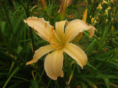 2017_0729Hemerocallis120067.jpg