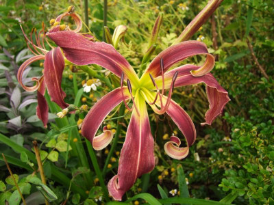 2017_0729Hemerocallis120026.jpg