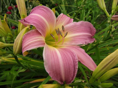 2017_0729Hemerocallis120021.jpg