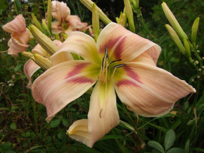 2017_0729Hemerocallis120011.jpg