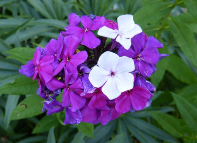 2017-07-30 Phlox 'Düsterlohe'.jpg