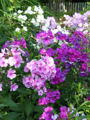 2017-07-30 Phlox 2.jpg