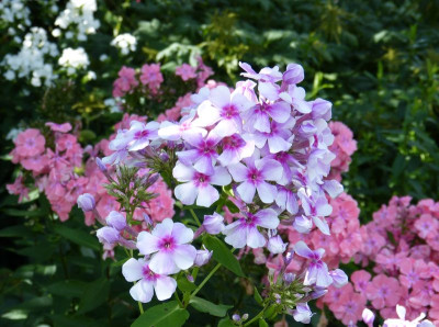 2017-07-30 Phlox 'Wildfang'.jpg