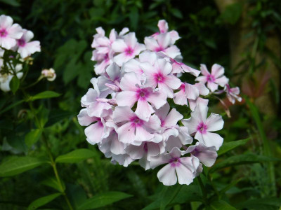 2017-08-02 Phlox 'Fr. Dr. Focke'.jpg