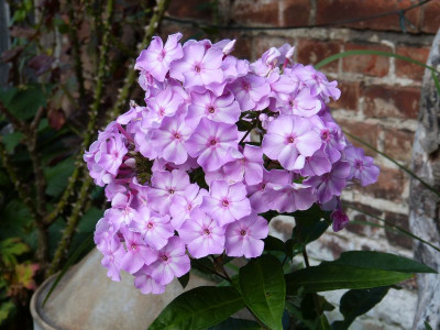 2017-08-02 Phlox 'Molodost'.jpg