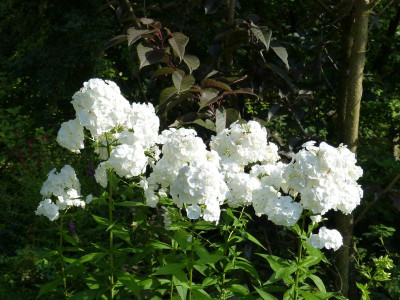 2017-08-02 Phlox 'Mt. Fujiyama' 2.jpg