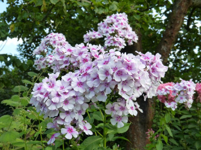 2017-08-02 Phlox 'Wildfang'.jpg