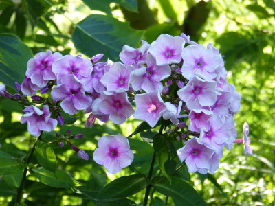 2017-08-02 Phlox 'Tüpfelchen'.jpg