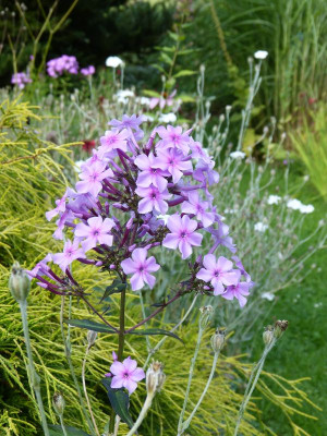 2017-08-02 Phlox.jpg