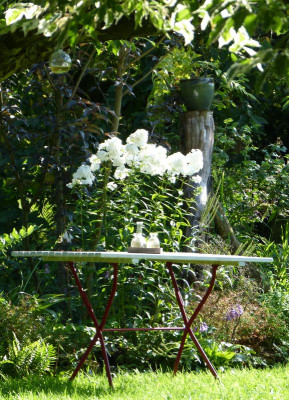 2017-08-03 Phlox 'Mt. Fujiyama' 1.jpg