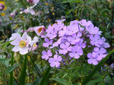 2017-08-03 Phlox 'Luc's Lilac'.jpg