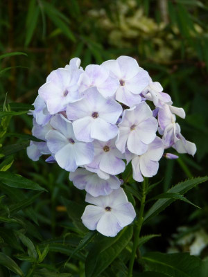 2017-08-02 Phlox 'Violetta Gloriosa'.jpg