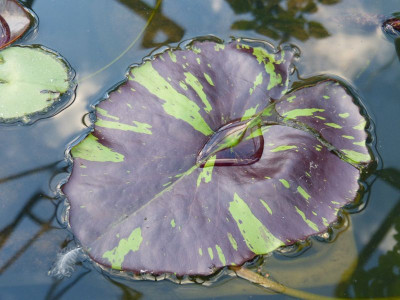 2017-08-03 Nymphaea 'Tanzanite' 1.jpg