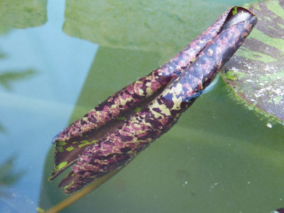 2017-08-04 Nymphaea 'Tanzanite' 1.jpg