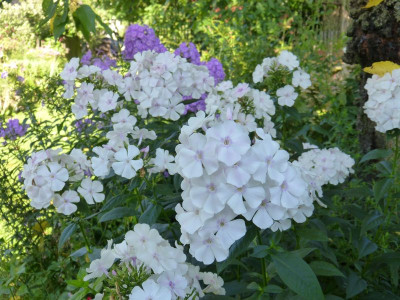 2017-08-06 Phlox 'Elfe'.jpg