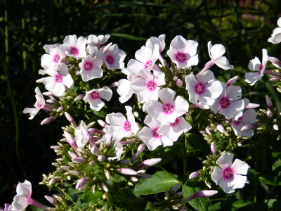 2017-08-06 Phlox 'Kirmesländler'.jpg