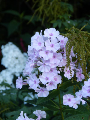 2017-08-06 Phlox 'Sweet Summer Fragrance'.jpg