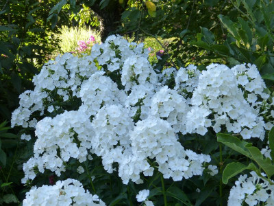 2017-08-06 Phlox weiß.jpg