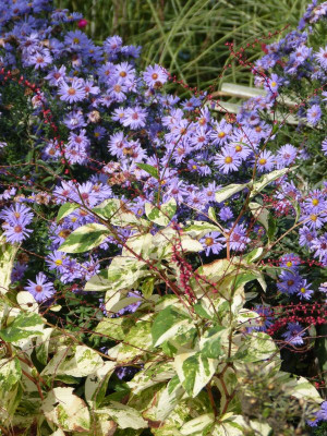 2016-10-08 Persicaria filiformis 'Painters Palette'.jpg