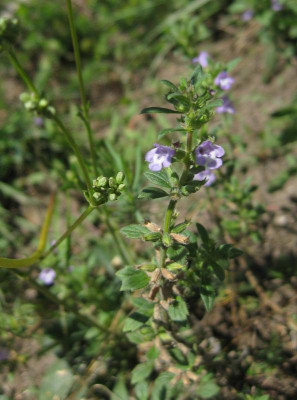 018 Euphrasia.jpg