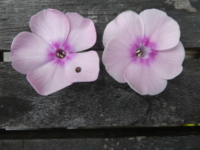 Phlox Herbst was.jpg