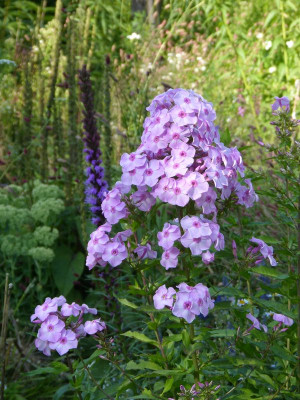 2017-08-07 Phlox 'Seidenkuppel'.jpg