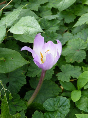 2017-08-17 Colchicum speciosum 'Atrorubens'.jpg