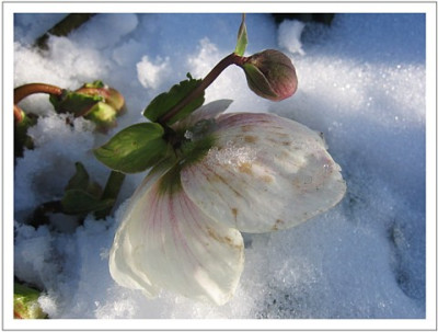 Helleborus_-_Scheeblute.JPG