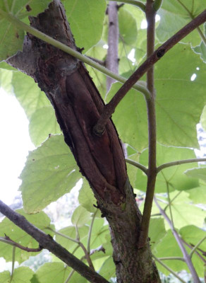 2017-08-31 Paulownia 3.jpg