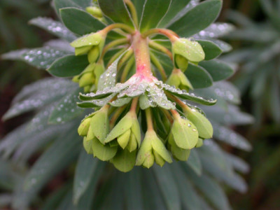 Euphorbia_martinii_2.jpg