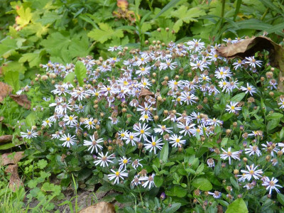 2017-08-29 Aster ageratoides var. adustus 'Nanus'.jpg