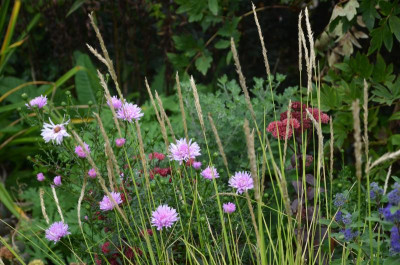 Aster-Eltern.17-1.jpg