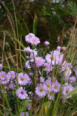 Aster-Eltern.16-1.jpg