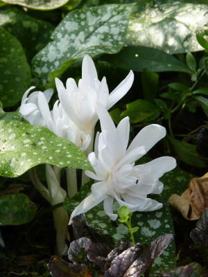 2017-09-22 Colchicum autumnale.jpg