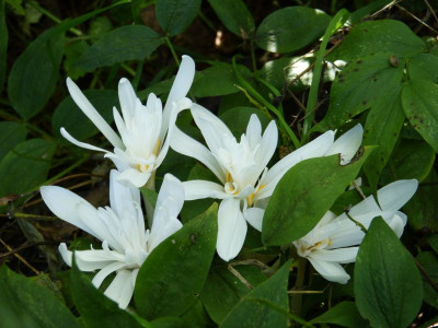 2017-09-20 Colchicum 1.jpg