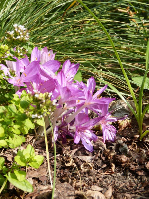 2017-09-22 Colchicum.jpg