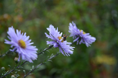 Aster_laevis-Sämling.17-2.jpg