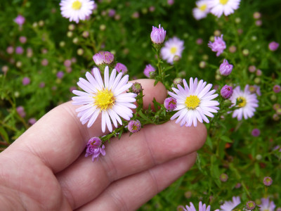 2017-09-27 Aster ''Gänseblümchen''.jpg