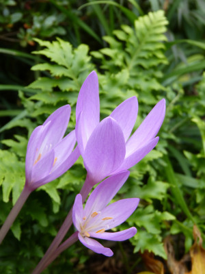 2017-09-28 Colchicum 'Violet Queen'.jpg