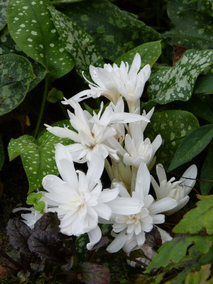 2017-09-28 Colchicum autumnale.jpg