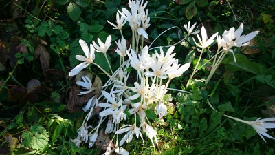 Colchicum autumn alba 170929.jpg