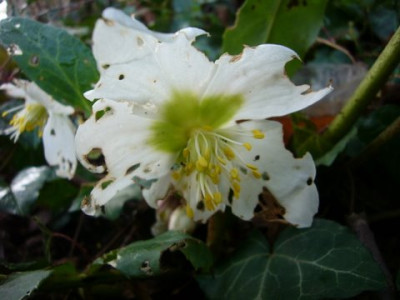 Schneckenfrass__an__Helleborus_niger.jpg