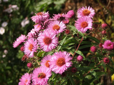 Aster novi-angl..jpg