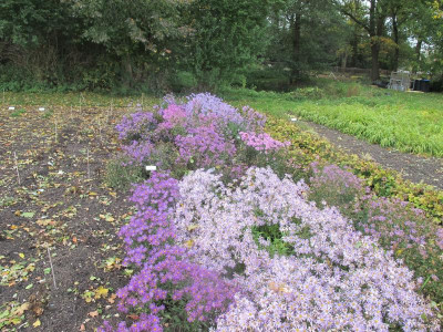 Aster Mutterpflanzen 9.10.17 ue.JPG