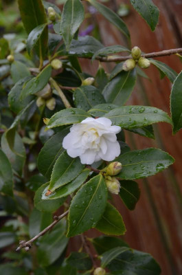 Camellia-SnowFlurry.17-2.jpg